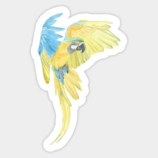 blue and gold macaw - watercolor parrot portrait Sticker